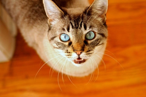 There are many variations of passages of Lorem Ipsum available