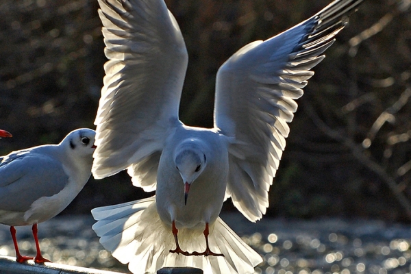 Tes Buat Artikel Baru Untuk Website CI