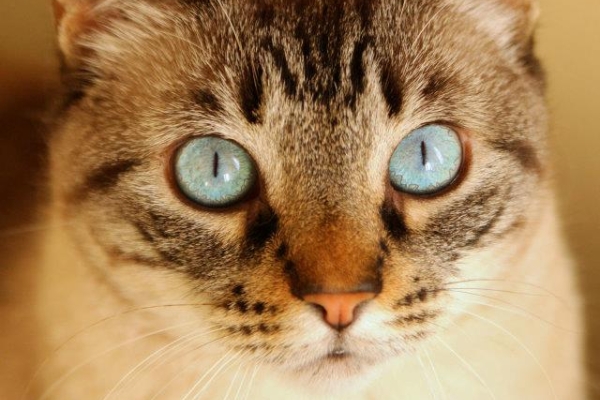 Voluptate Velit Esse Cillum Dolore Fugiat Nulla Pariatur