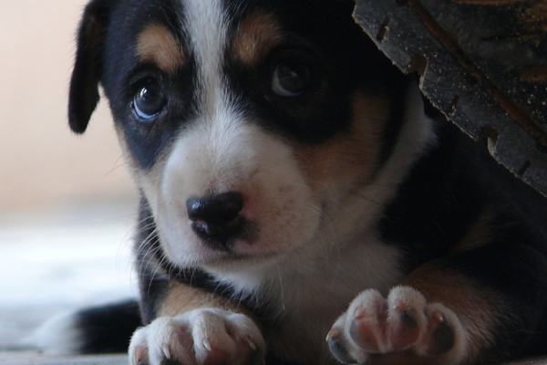 Lorem Ipsum is that it has a more-or-less normal distribution of letters